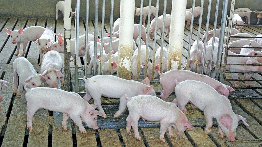 Market Rally Drives Feeder Pig Prices Higher Amid Supply Chain Shifts