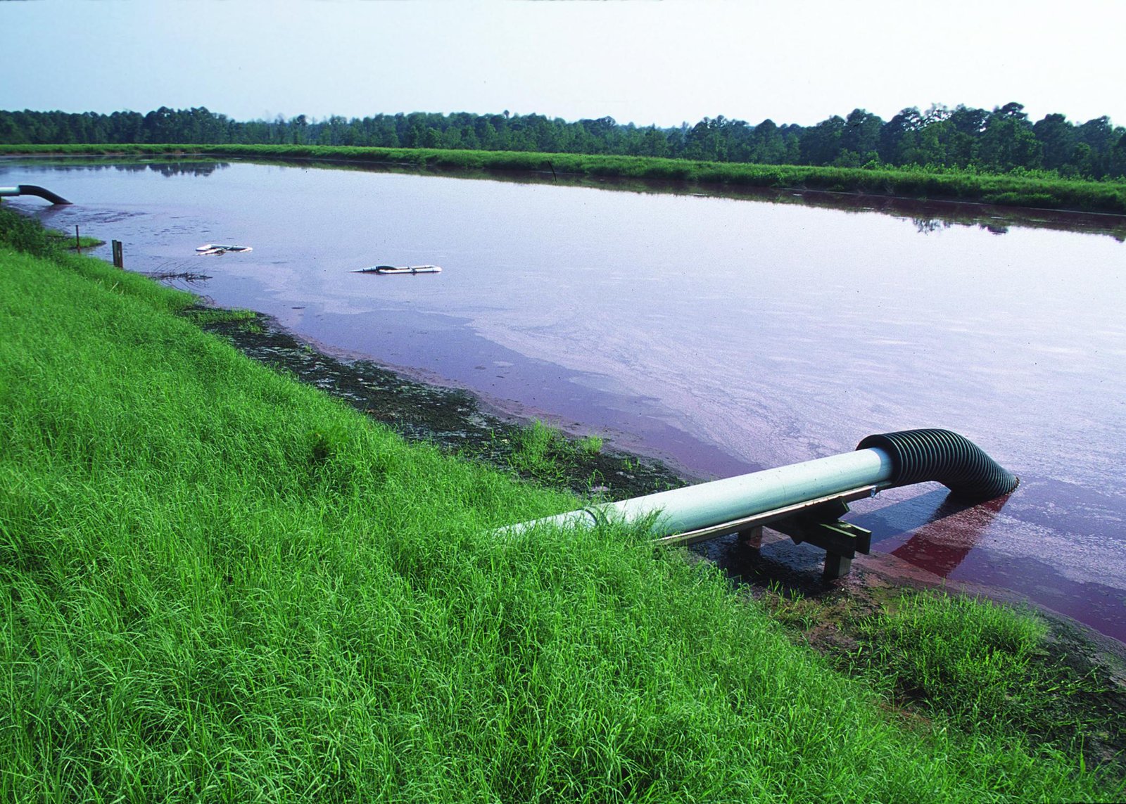 How Pork Production Impacts Environmental Health and Sustainability