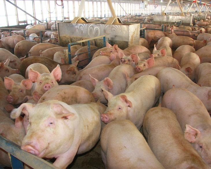 Hog Prices Drive Strong Farrow-to-Finish Margins Around $40