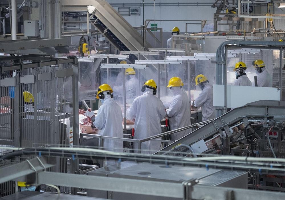 Maple Leaf Foods to Create Standalone Company for Pork Operations
