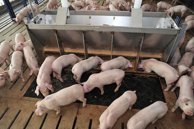 Cash Feeder Pig Prices Surge to $69.35 Average, Up $4.98 Week-Over-Week