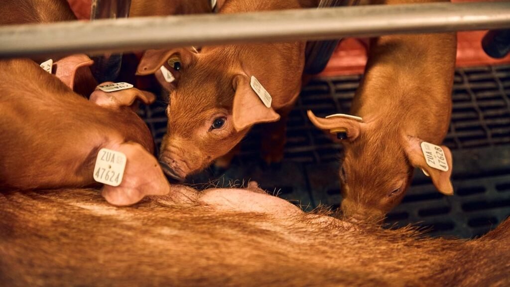 FDA Green Lights Gene-Editing Technology for PRRS-Resistant Pigs