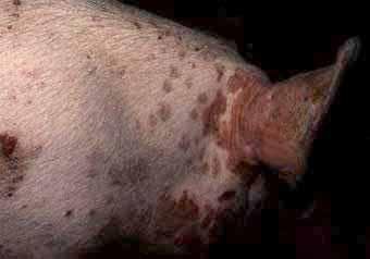 Fighting PRRS: A Veterinarian’s Insight on the Battle Against Porcine Disease