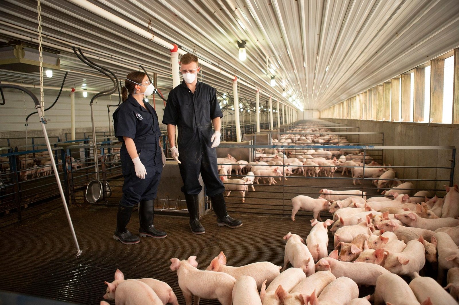 pork industry success