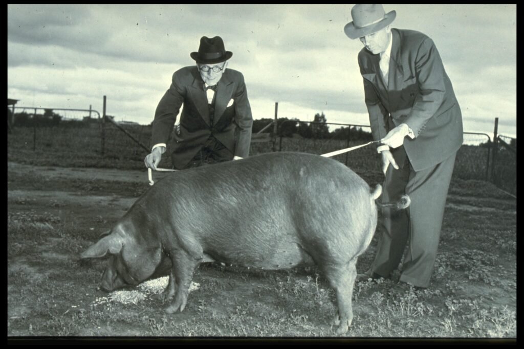 Where Will Tomorrow’s Swine Farm Leaders Emerge From?