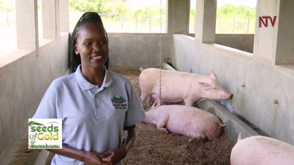 Pig Farmers Face Challenges Amid Production Issues and Trade Tensions