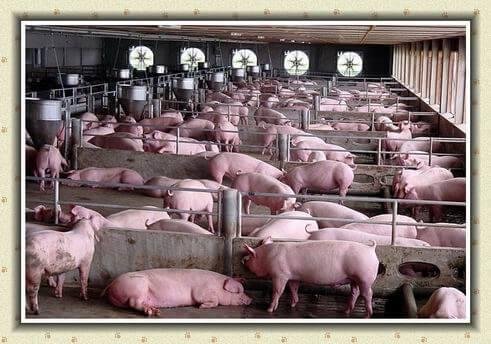 Farming Transparency: Social Media Opens Window into Pork Production Process