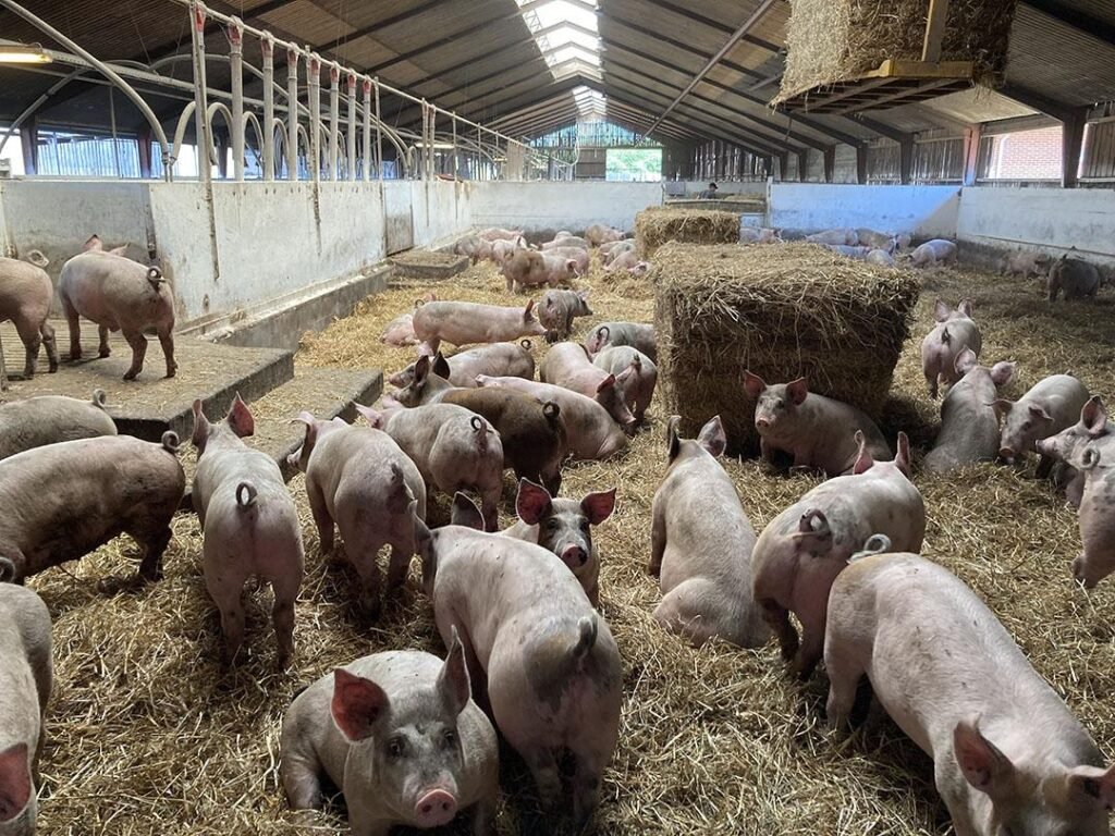 4 Key Lessons from 2024 to Elevate Your Pig Farming in 2025