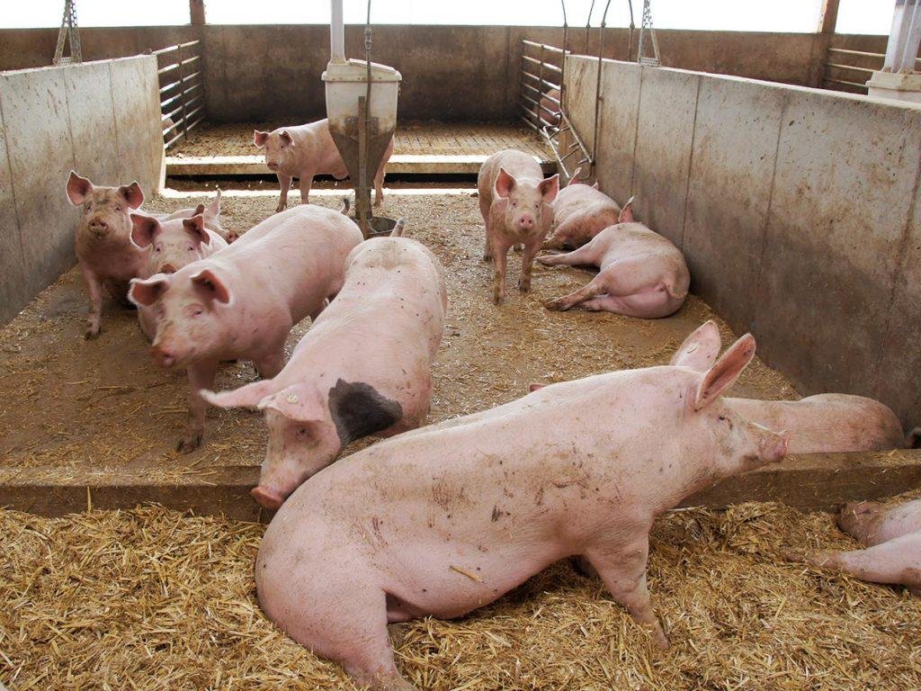 Innovative Approaches to Pig Raising for Pork Production Detailed in New Extension Bulletin