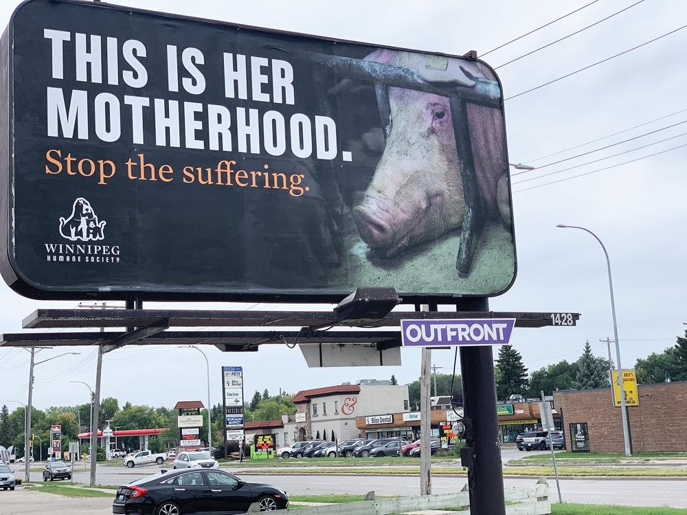 Swine Industry Advocates Initiate Marketing Push Seeking Federal Remedy to California’s Animal Housing Regulation