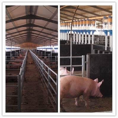 Local Pork Industry Fears Sacrificial Role in South Africa-US Trade Negotiations