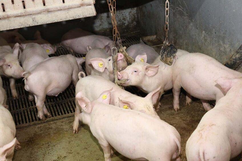 2025 Swine Disease Conference Save the Date Announced