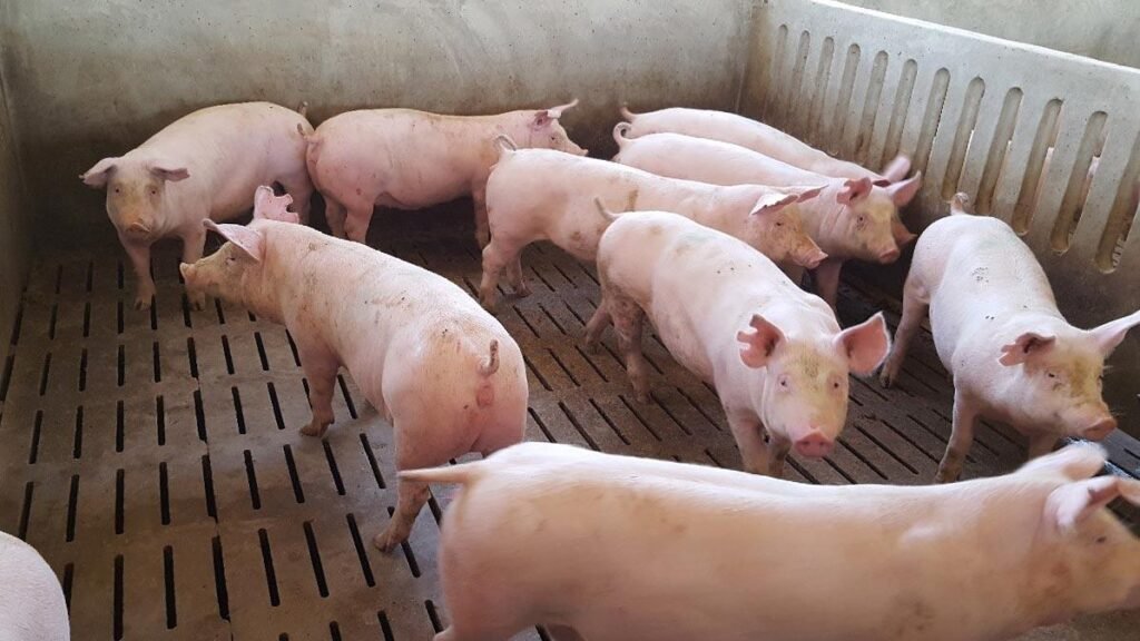 DA to Allow Gilt Imports for Swine Sector Recovery
