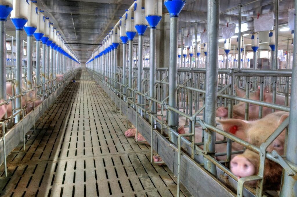 Pork Price Control Scrapped Following Industry Pushback