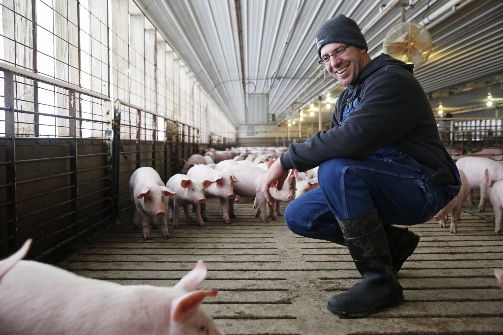 Iowa Pig Producers Account for One-Third of Nation’s Hog Supply