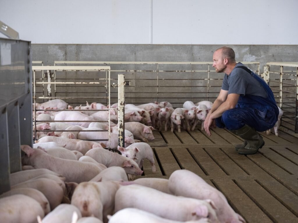 Multigenerational Pig Farming: The Path to Sustainable Agriculture