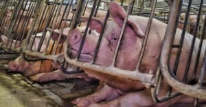 Pig Farm Practices Under Scrutiny Following Abuse Allegations