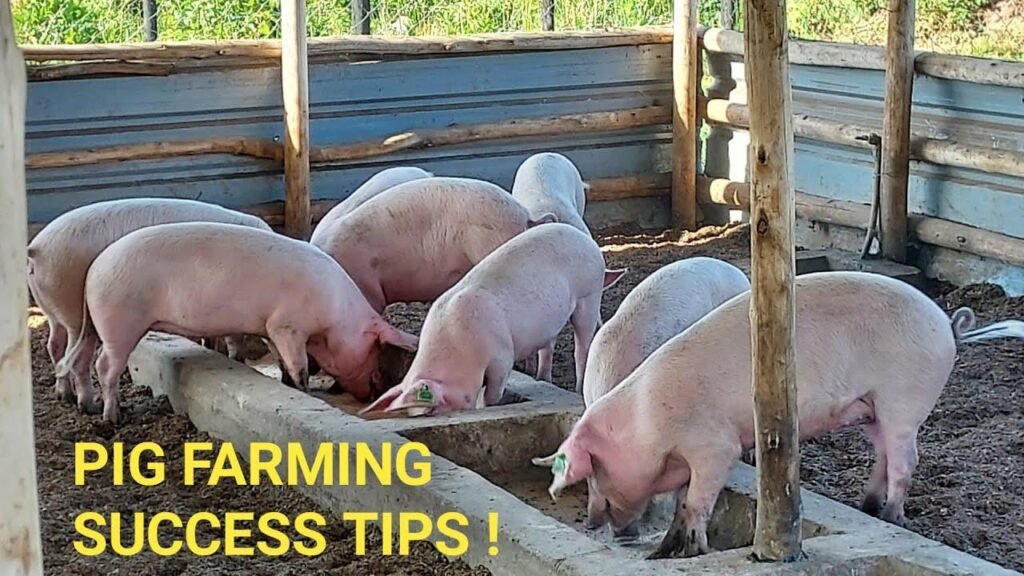 Pig Production Surges 14% Amid Soaring Revenue and Profits