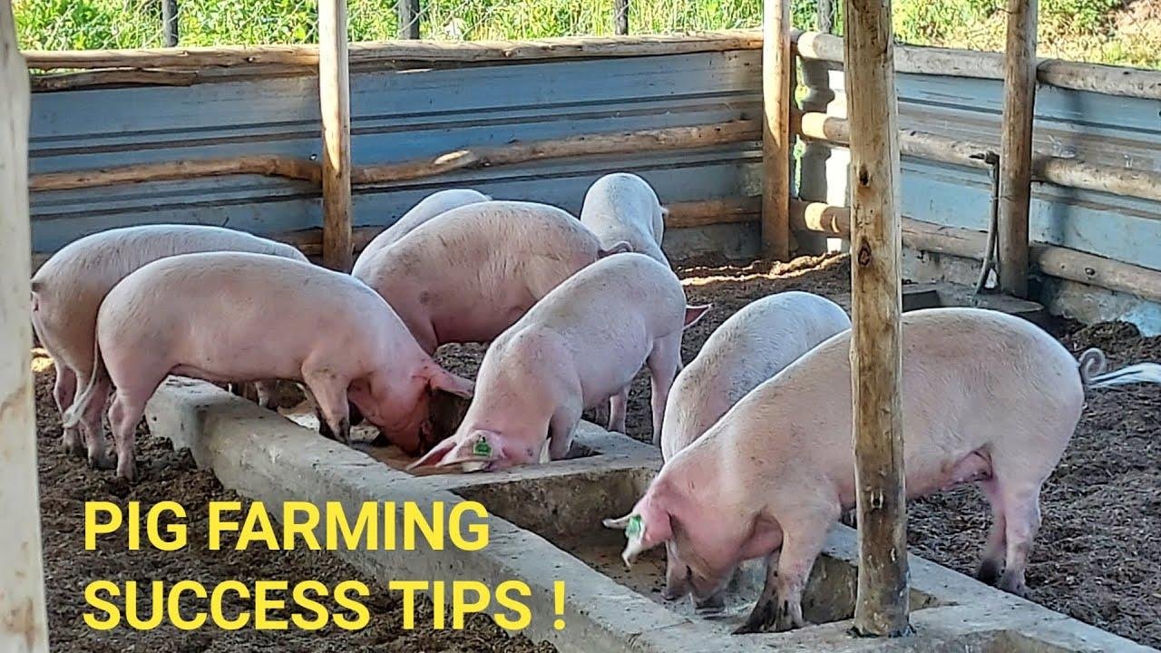 Pig Production Surges 14% Amid Soaring Revenue and Profits