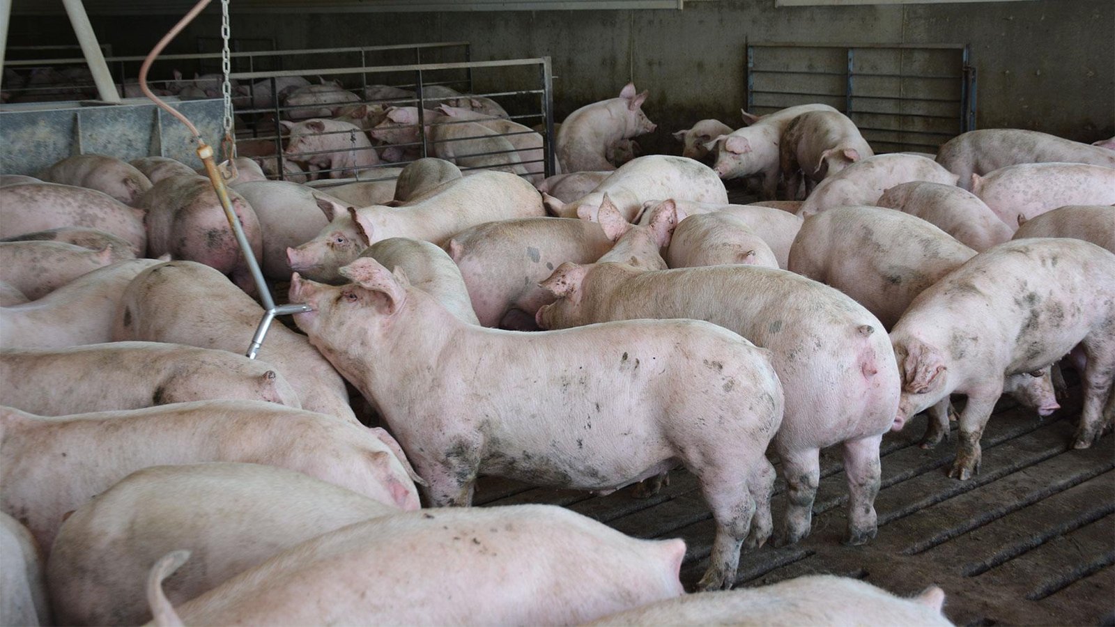 Hog Industry Confronts Escalating Market Uncertainty