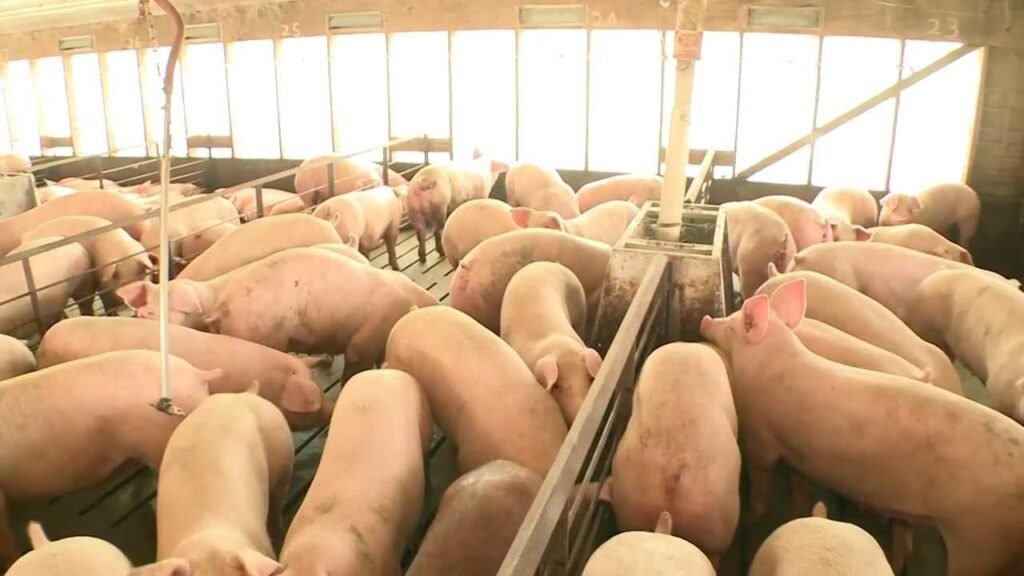 Global Hog Production and Pork Market: Size, Trends and Forecast Analysis by Application, Type, and Geography